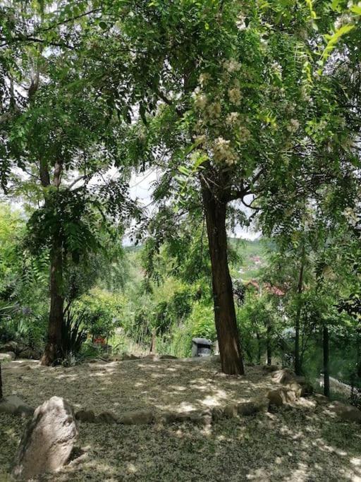 Casa De Oaspeti Adorabila Aproape De Natura Sărata-Monteoru Exteriér fotografie